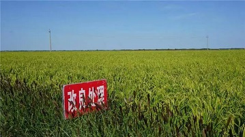 內(nèi)蒙古鹽堿地改良后的效果，讀完這篇文章你就了解了