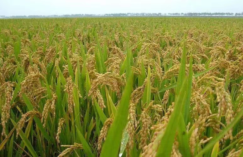 內(nèi)蒙古微生物馴化技術(shù)對農(nóng)藥化學(xué)的改變。